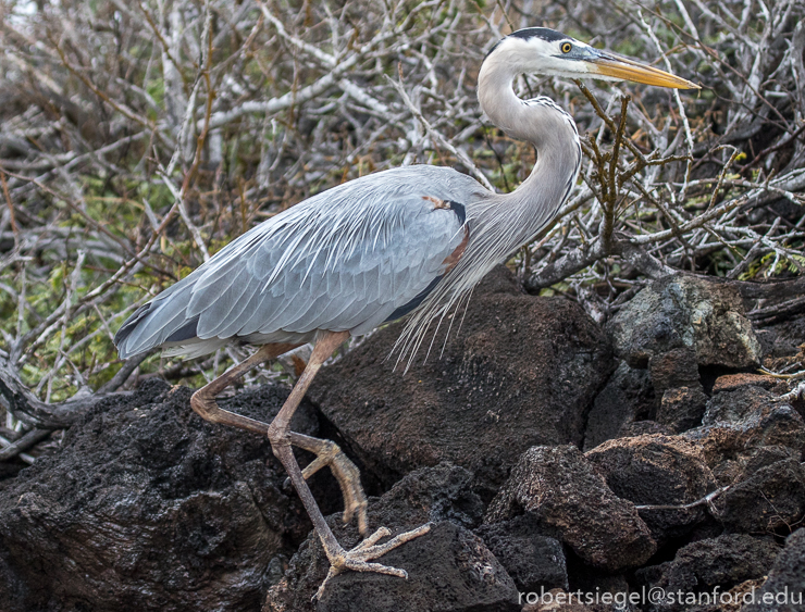 galapagos